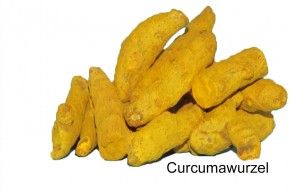 Curcumawurzel